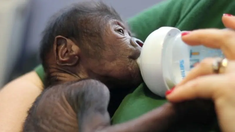 Lewat Operasi Caesar, Bayi Gorila Lahir Selamat