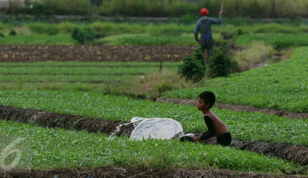 Seorang bocah menyiram tanaman di area belakang Bandara Soekarno-Hatta, Tangerang, Jumat (6/1). Warga mengaku hasil tani tersebut selain untuk dikonsumsi sendiri juga untuk dijual. (Liputan6.com/Angga Yuniar)