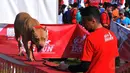 Dalam perlombaan yang digelar Minggu pagi ini diikuti oleh berbagai jenis anjing, termasuk pitbull (Liputan6.com/Andrian M Tunay)