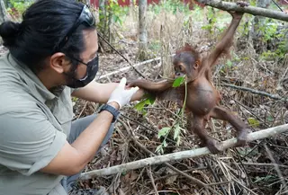 Bayi orang utan. (Liputan6.com/Abdul Jalil)