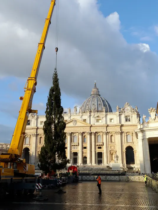 Pekerja menggunakan alat berat untuk mendirikan pohon Natal raksasa di Lapangan Santo Petrus, Vatikan, Kamis (22/11). Pohon cemara yang didatangkan dari Hutan Consiglio di Italia ini tingginya mencapai 23 meter. (AP/Andrew Medichini)