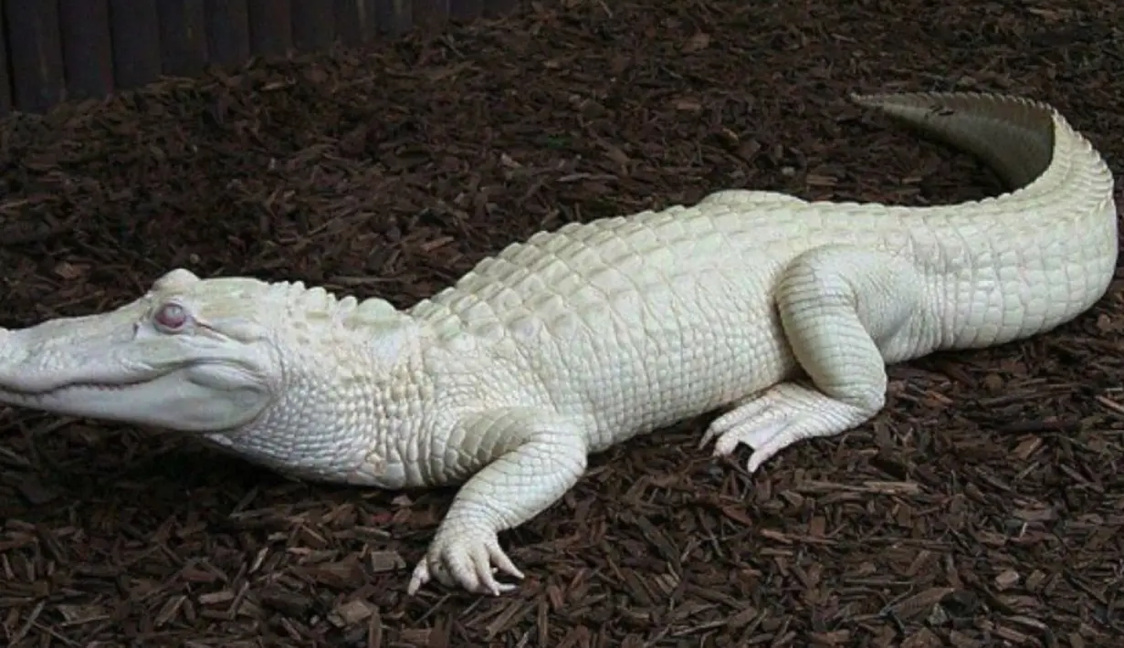 Buaya merupakan hewan yang telah ada sejak 200 juta tahun yang lalu. Buaya Albino dapat di temukan di South Carolina Aquarium, dimana di sana terdapat 1 spesies albino aligator, buaya ini suka berjemur layaknya buaya-buaya lain. (www.pinterest.com)