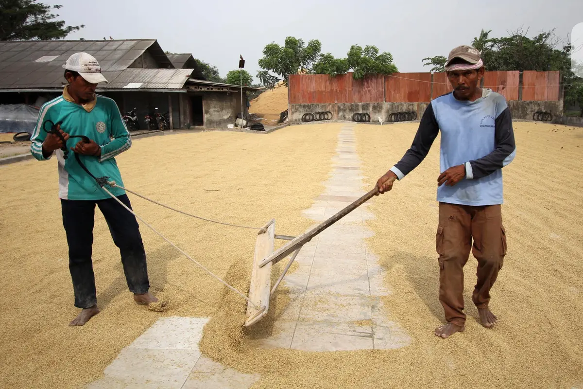 FOTO: Semester I 2020, Bulog Serap 700 Ribu Ton Gabah Petani