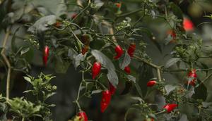 Ilustrasi Tanaman Cabai Credit: unsplash.com/Steve