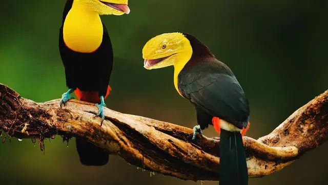 6 Editan Foto Jika Hewan Lain Jadi Burung Ini Kreatif, Unik Banget