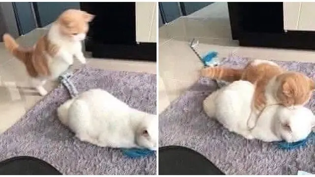 7 Potret Kelakuan Kocak Kucing 'Oren' Ini Bikin Ngakak