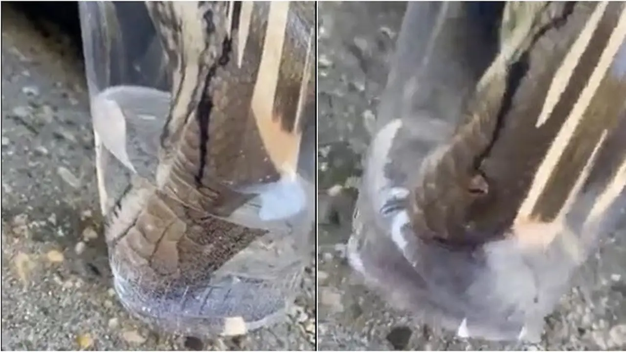 Video Cara Unik Ular Minum Air Ini Bikin Melongo, Bak Dihisap Pakai Sedotan