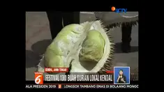 Ratusan orang saling berdesakan dan berebut mengambil durian. Anak-anak yang ikut antre terjepit dan harus dievakuasi panitia.