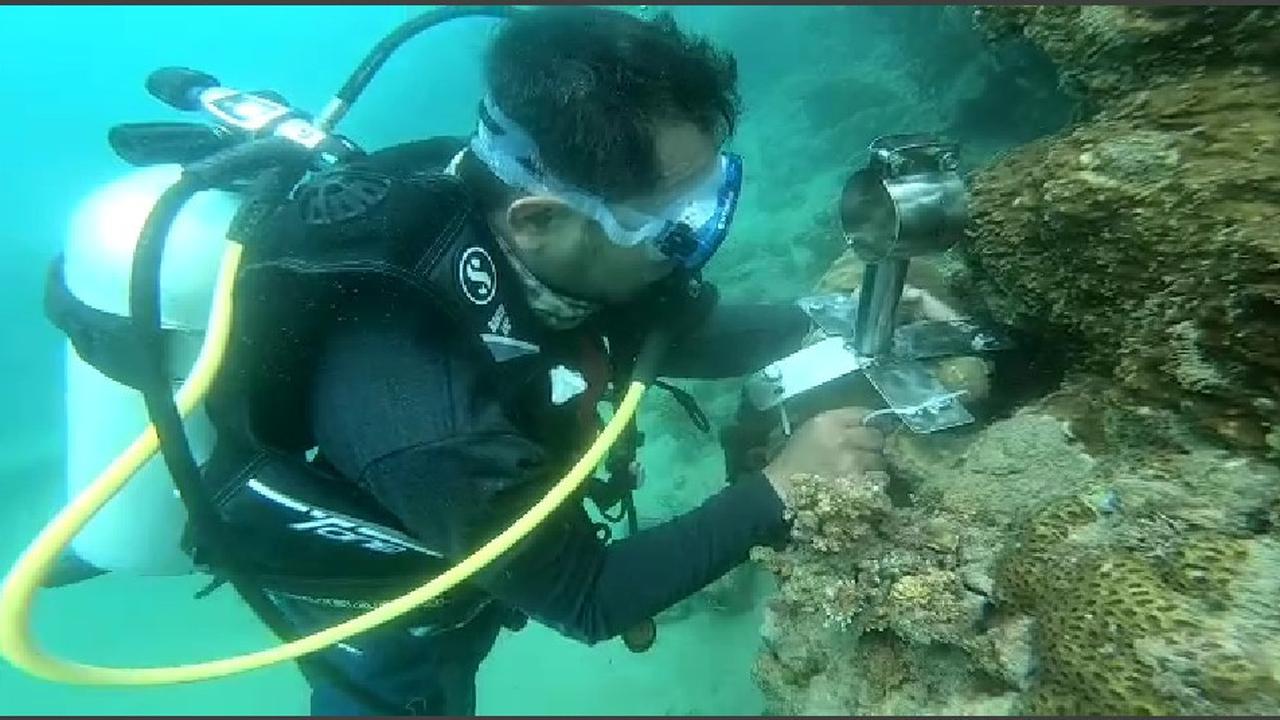 Tim monitoring hiu paus