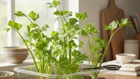 10 Ide Kebun Seledri Pakai Wadah Bekas Dapur, Cara Kreatif Daur Ulang Sampah