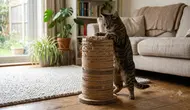 Cara Membuat Garukan Kucing DIY dari Kardus Bekas, Tutorial Mudah untuk Cat Lovers