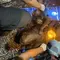 Kebakaran Hutan Tanjung Puting Ancam Habitat Orangutan