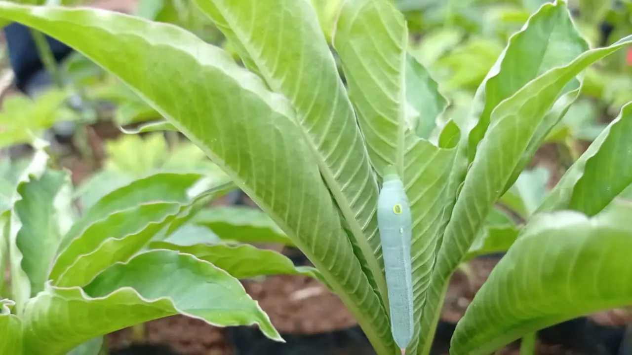 Porang atau bahasa latinnya Amorphophallus Muelleri Blume
