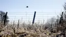 Burung murai terbang di atas pagar berduri di zona eksklusi 30 km/19 mil di sekitar lokasi bencana reaktor nuklir Chernobyl, Belarus, 5 Maret 2016. Chernobyl  ditinggalkan penghuninya tahun 1986 setelah ledakan reaktor nuklir. (REUTERS/Vasily Fedosenko)