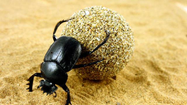 Ilustrasi kumbang scarab (iStock)