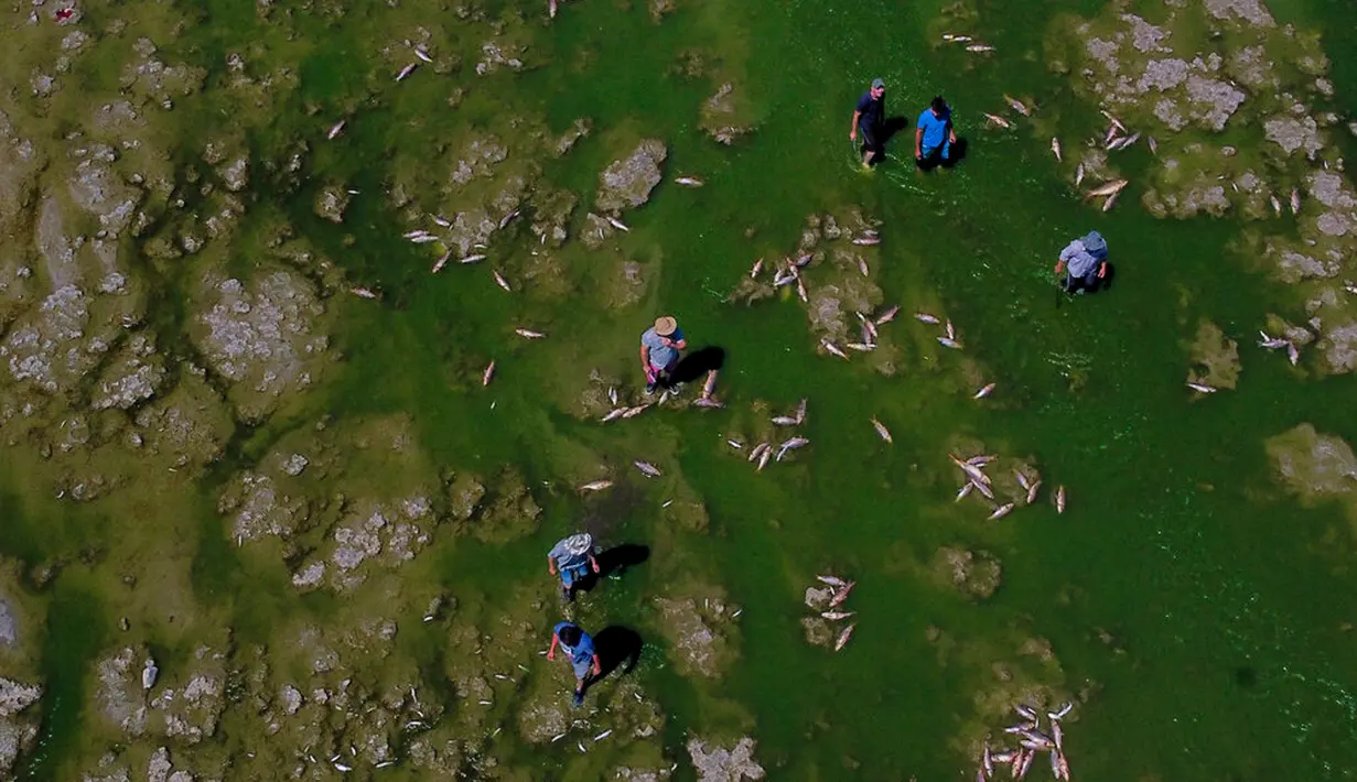 Para pria mencari ikan yang masih hidup untuk dimakan saat ikan mati menumpuk di tepi Sungai Salado, Provinsi Buenos Aires, Argentina, 22 Januari 2023. (AP Photo/Natacha Pisarenko)