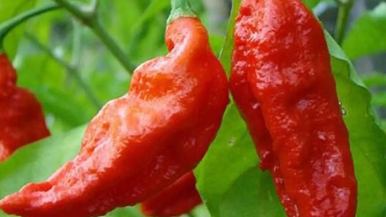 Paprika hantu yang membuat tenggorokan pria ini sobek