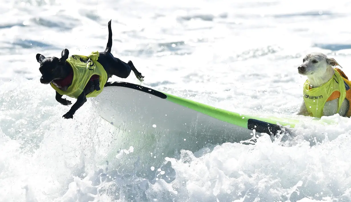 Seekor anjing melompat dari papan seluncurnya saat kompetisi tahunan City Surf Dog di Huntington Beach, California, Sabtu (29/9). Selain solo surfing, terdapat juga tandem surfing baik dengan anjing lainnya maupun dengan pemiliknya (AFP/Frederic J. BROWN)