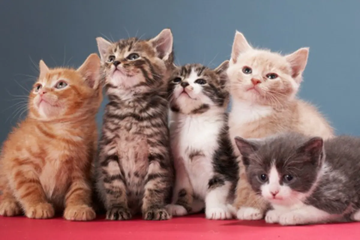 Foto: copyright Thinkstockphotos.com