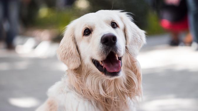 https://infojayaku16.blogspot.com/2019/10/hilang-12-tahun-anjing-ini-bertemu.html