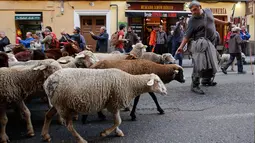 Penggembala memimpin domba melewati pusat kota Madrid di Spanyol, 21 Oktober 2018. Para gembala menggiring ribuan ekor domba ke jalanan yang merupakan kegiatan tahunan bernama Festival Fiesta de la Trashumancia. (AP Photo/Paul White)