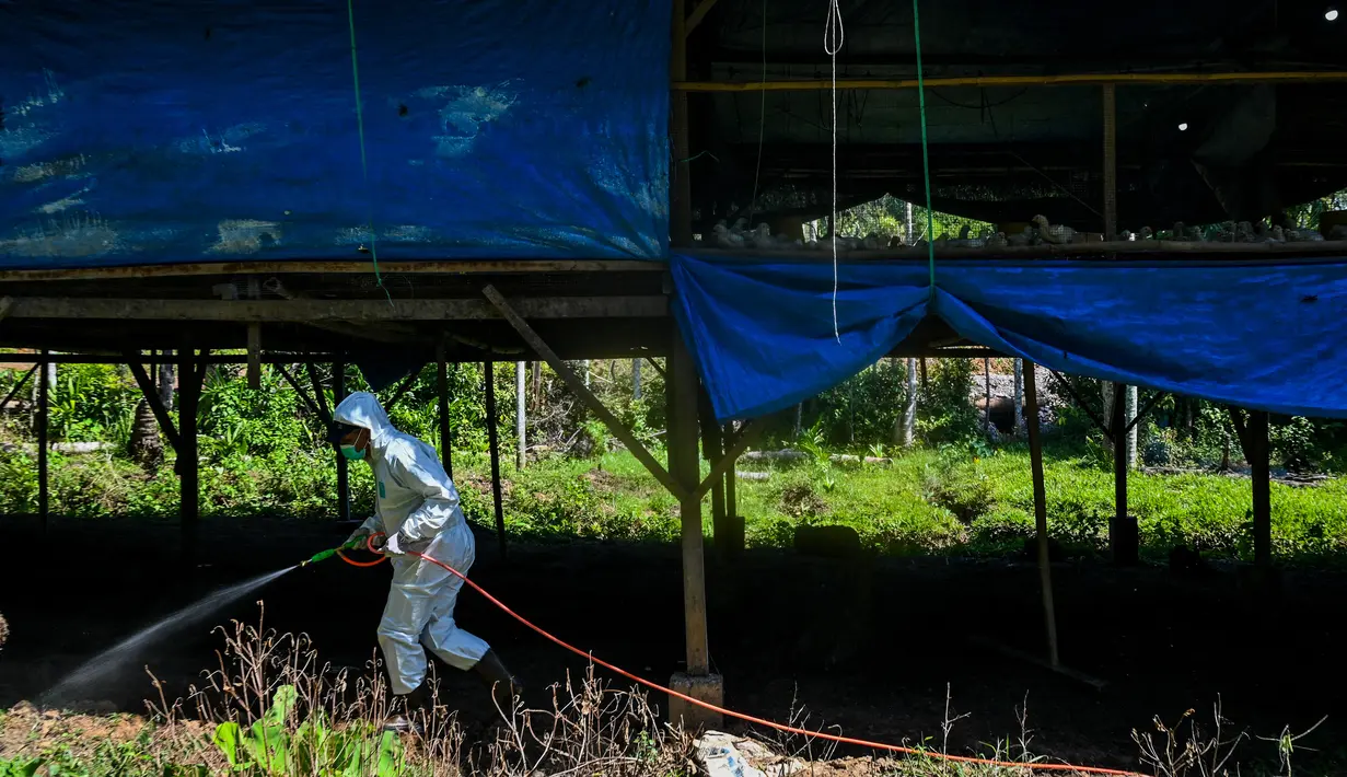 Seorang petugas pemerintah mensterilkan peternakan unggas untuk mencegah penyebaran flu burung di Darul Imarah, Kabupaten Aceh Besar, Provinsi Aceh, Kamis (2/32023). Dinas Peternakan Provinsi Aceh melakukan disinfektan, pemeriksaan kesehatan, dan monitoring ke sejumlah usaha peternak unggas dalam upaya pencegahan flu burung. (CHAIDEER MAHYUDDIN/AFP)