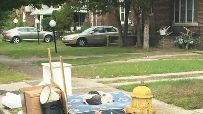 Kisah Sedih Anjing yang Patah Hati karena Ditinggal Pergi