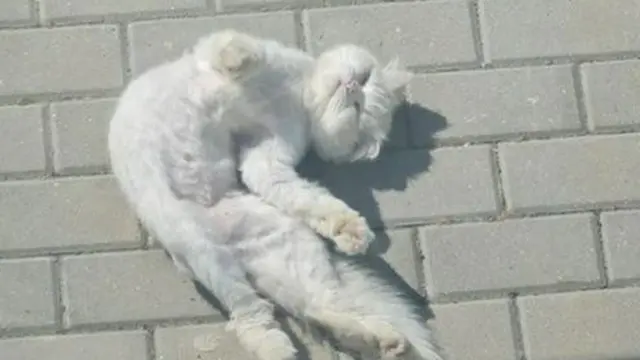6 Potret Tingkah Kucing Putih Ini Nyeleneh Banget, Bikin Heran