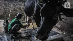 Pekerja saat menyelesaikan pemerahan susu sapi di peternakan Mahesa Perkasa, Depok, Jawa Barat, Minggu (28/3/2021). Permintaan susu sapi perah di masa pandemi Covid-19 masih stabil, namun terkendala harga pakan yang mengalami kenaikan akibat kelangkaan bahan baku. (merdeka.com/Iqbal S. Nugroho)