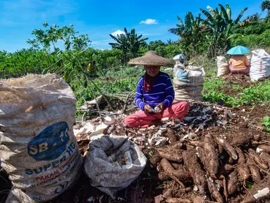 Petani saat melakukan panen singkong yang akan dikirim untuk dijadikan tepung tapioka di kawasan Rancabungur, Bogor, Selasa (27/5/2025). (merdeka.com/Arie Basuki)