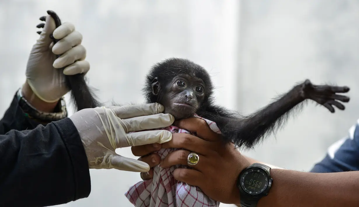 Seekor bayi siamang mendapat perawatan dokter hewan di Balai Konservasi Sumber Daya Alam (BKSDA) Banda Aceh, Aceh, Kamis (1/11). Bayi siamang ini harus mendapatkan perawatan secara intensif setiap saat. (CHAIDEER MAHYUDDIN/AFP)