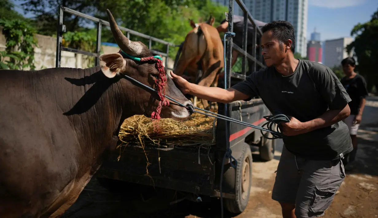 Seorang pekerja menenangkan seekor sapi sebelum mengangkutnya ke pelanggan menjelang Hari Raya Idul Adha 1447 Hijriah di Jakarta, Selasa 26 Mei 2026. (AP Photo/Dita Alangkara)