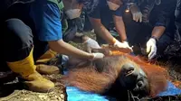 Orangutan Ditemukan Terbaring Lemas di Area Kebakaran Hutan Kalimantan
