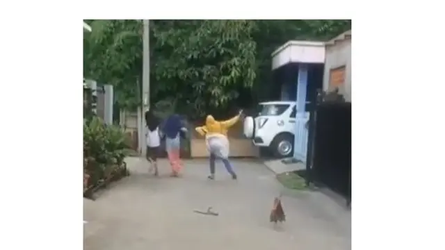 9 Tingkah Ayam Ganggu Manusia Ini Bikin Geregetan, Kocak
