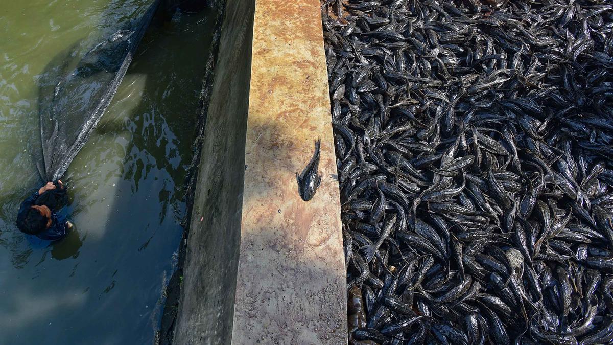 Top 3 News: Produsen Makanan di Jakarta Bakal Diawasi Ketat, Ketahuan Pakai Ikan Sapu-Sapu Ditindak