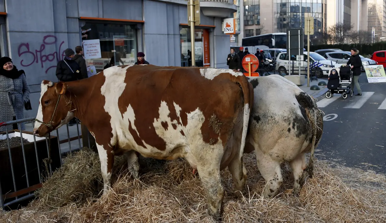 Tampak dua ekor sapi lengkap dengan alas jerami dijalan depan Gedung Kementerian Pertanian Uni Eropa, Brussels , Belgia, (14/3). Seorang petani sengaja membuat kandang sapi selama protes yang dilakukannya. (REUTERS/Francois Lenoir)