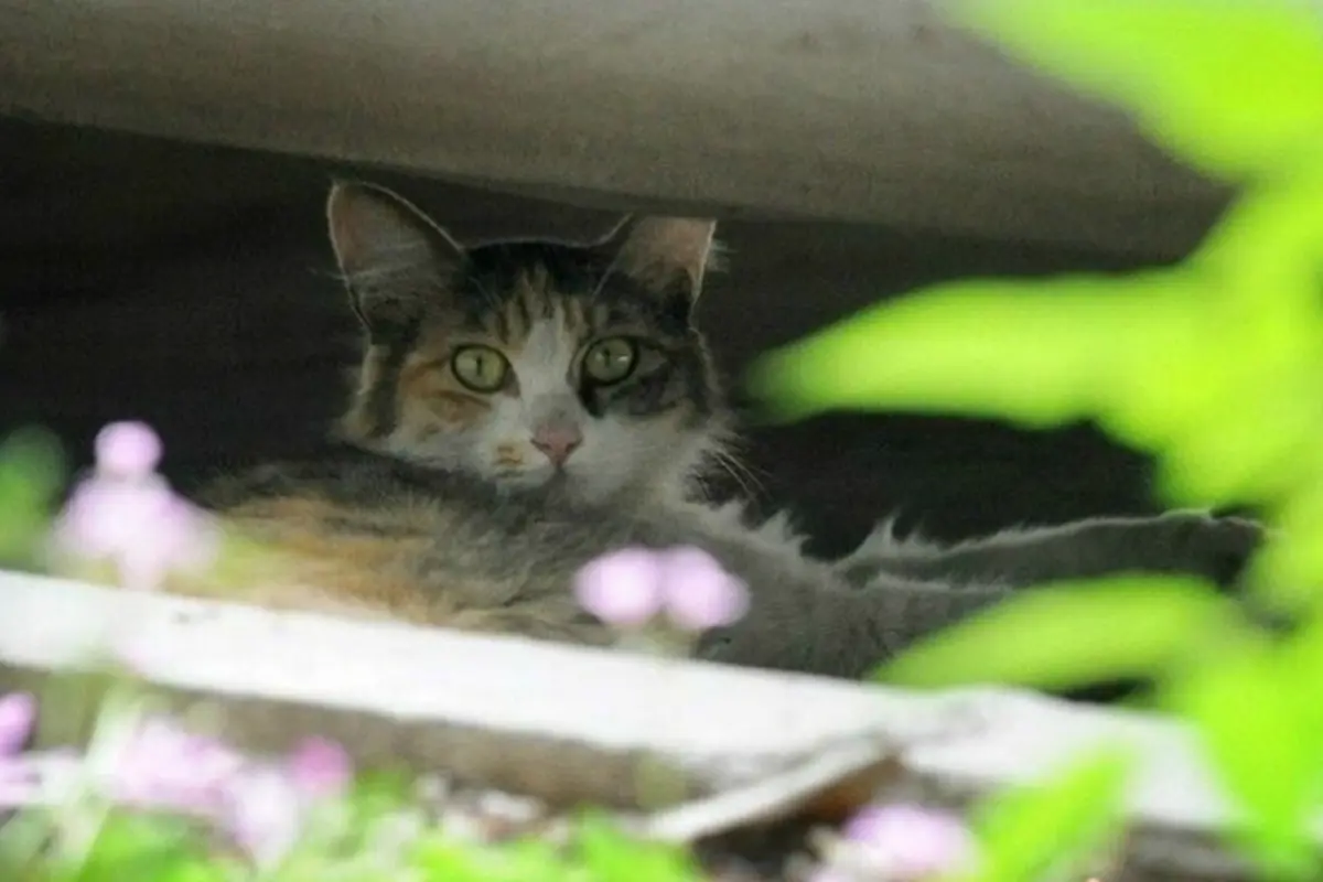 Induk kucing (2)