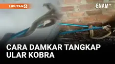 Warga Talang Ubi Timur, Kabupaten Penukal Abab Lematang Ilir (PALI), Sumatera Selatan, dibuat geger oleh kemunculan seekor ular cobra sepanjang dua meter yang masuk ke dalam rumah warga pada Minggu siang.