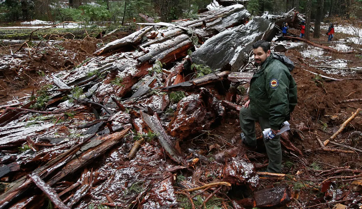 Petugas memperlihatkan puing dari The Pioneer Cabin Tree yang roboh usai dihantam badai, California, Selasa (10/1). Pohon ini telah menjadi atraksi yang populer di Calaveras Big Trees State Park. (AP Photo/ Rich Pedroncelli)