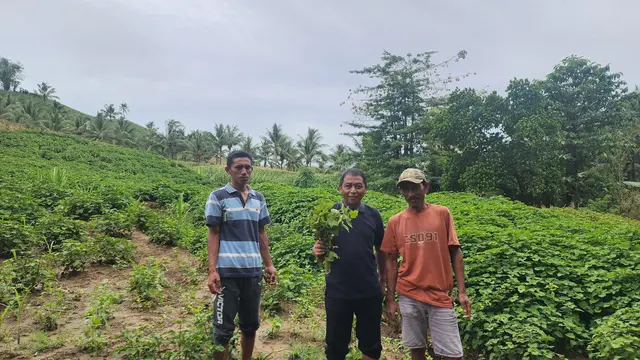 Petani Nilam