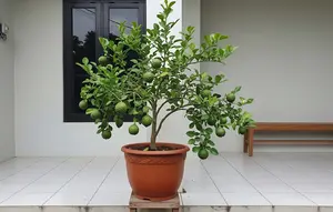 10 Cara Membuat Pohon Jeruk dalam Pot Cepat Berbuah dan Buahnya Lebih Lebat
