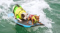 Faith and Rusty Wall ambil bagian dalam kompetisi Surf City Surf Dog di Huntington Beach, California pada 28 September 2019. Para anjing menunjukkan keahlian mereka dengan menaklukkan ombak setinggi satu sampai tiga kaki. (Kyle Grillot / AFP)