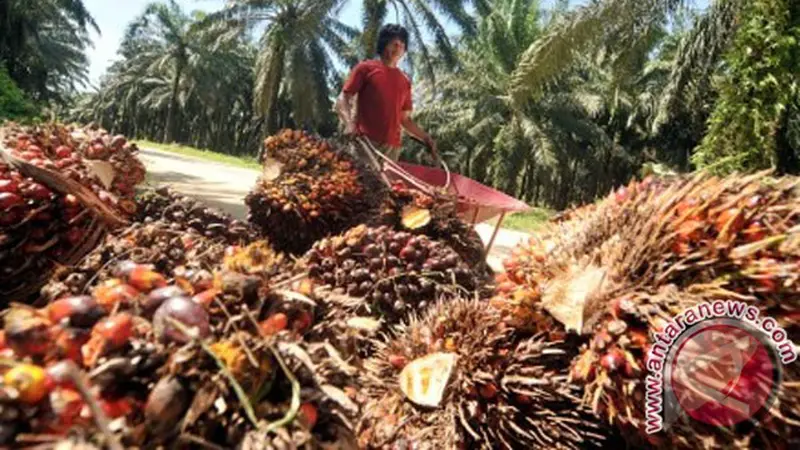 Kelapa Sawit