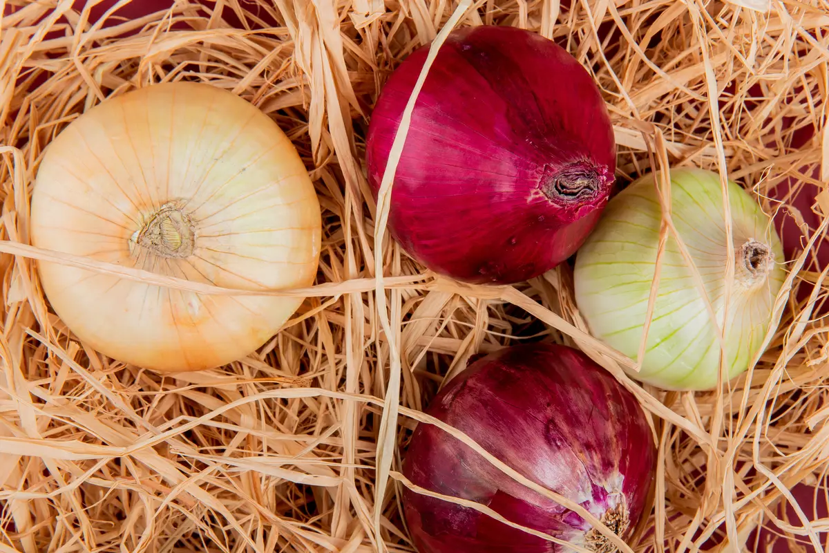 Tanaman bawang bombay (Foto: freepik/stockking)