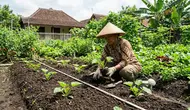 7 Cara Menanam Zucchini di Pekarangan dengan Jarak Tanam yang Tepat, Biar Subur dan Cepat Berbuah