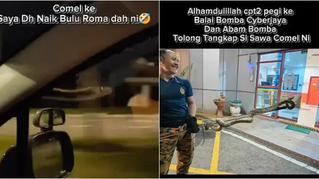 Ular Piton Tiba-Tiba Keluar dari Kap Mobil, Penumpang Justru Anggap Menggemaskan