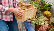 3 Trik Container Gardening yang Bikin Patio Kecil Terlihat Lebih Mewah