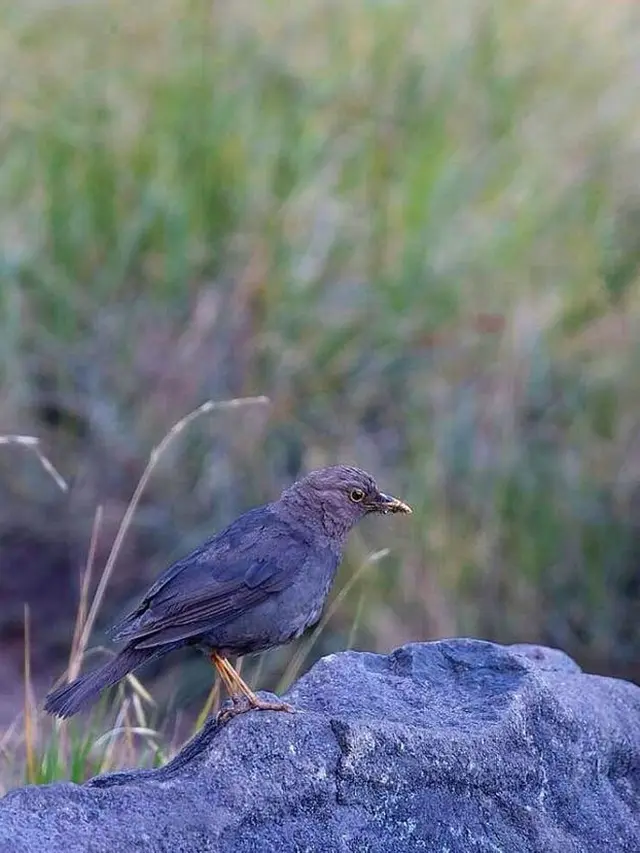 Burung Kyai Jalak