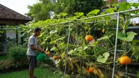 Cara Menanam Labu untuk Mendapatkan Pucuk Muda, Jadi Panduan Bagi yang Ingin Mencoba