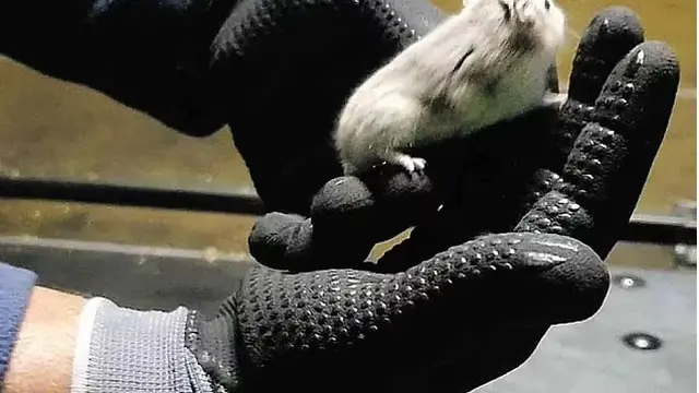 Hamster